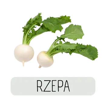 rzepastreamtv