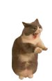 Navi_Rac