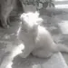 kiwgy