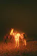 winteressence
