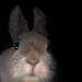 bunny-biih