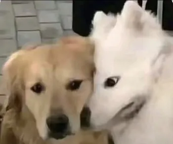 MxuttBarks