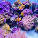 aquarium_live247