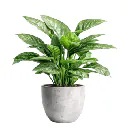 ThePlantIL