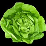 Salad-dodger13