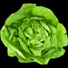 salad_dodger13