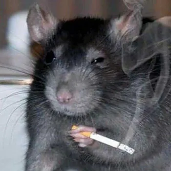 ratudu