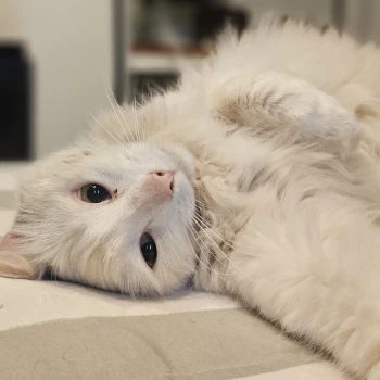 Ca7ellani