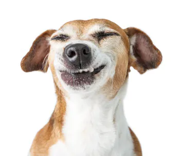 its_me_yogi