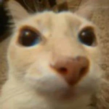 Kick Profile Pic