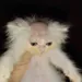 Mankurt_02