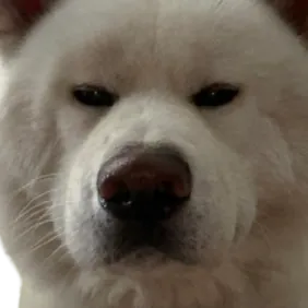 radoisgod