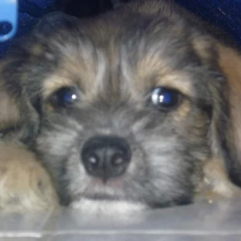 FIDOfg