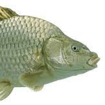 1_Fish_3