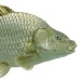 FishThat