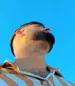 Warlet_nikoo