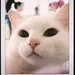 soopkkcat