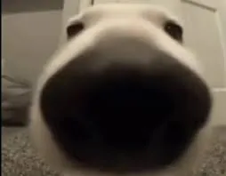 piciuCR