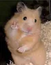 HamsterSalvaje
