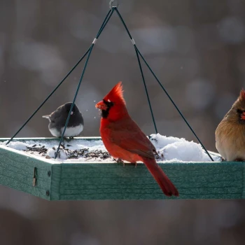Birdfeedercam