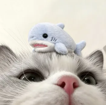 Chlamm_shark