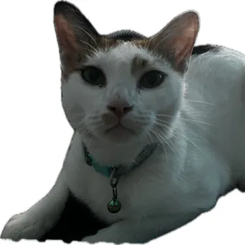 GoDcAtz