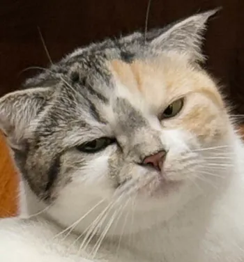 NiceJRS