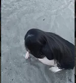 Kirbysehy