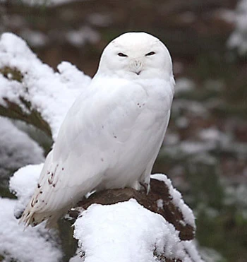 MasterOwl