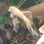 TheGlassJungle Kick