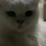 cryptoo_spider Kick