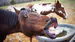 THATSMYHORSE