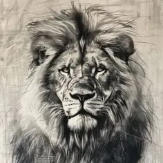 Tiger67654