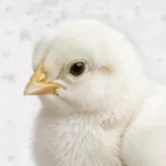 PolloLogin Kick