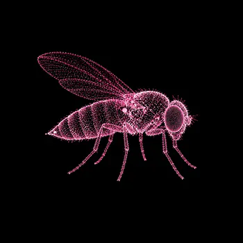 FemaleFly