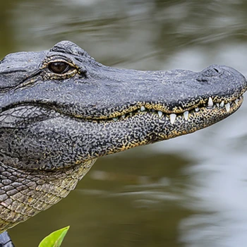 Kick profile picture for @alligator