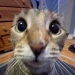 arcaat