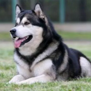 arenaabutru