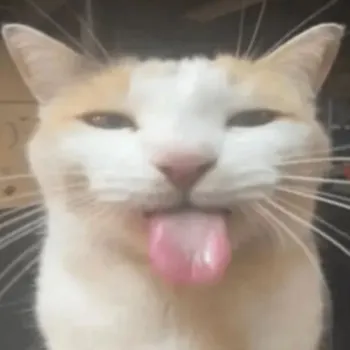 lucilovestreaming
