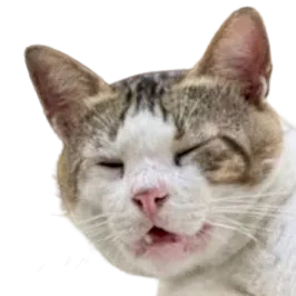 maybeacatidk