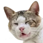 maybeacatidk's avatar