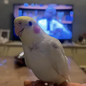 cikocuk