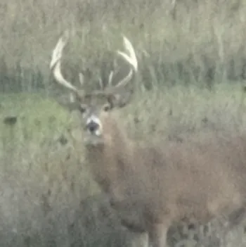 midmichiganhunting