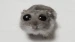 Sad_Hammy