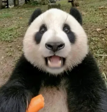 HeyYogi