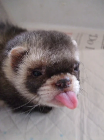 Kick profile picture for @ferrets