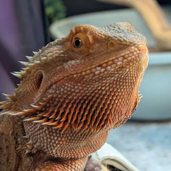 Kados