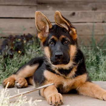 Lamboandhispuppyrover