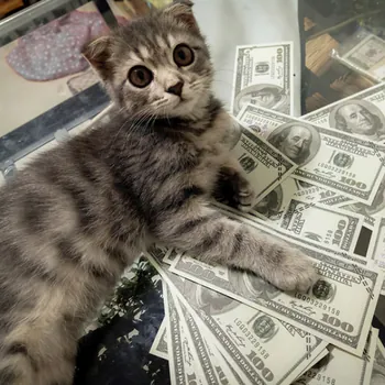 RLKASH