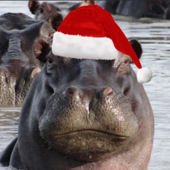 Kick profile picture for @hippopotamus